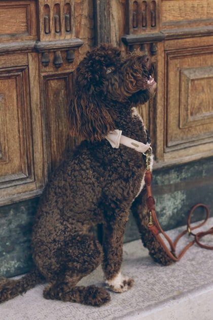 Choosing the Right Dog Trainer in Utica, KY