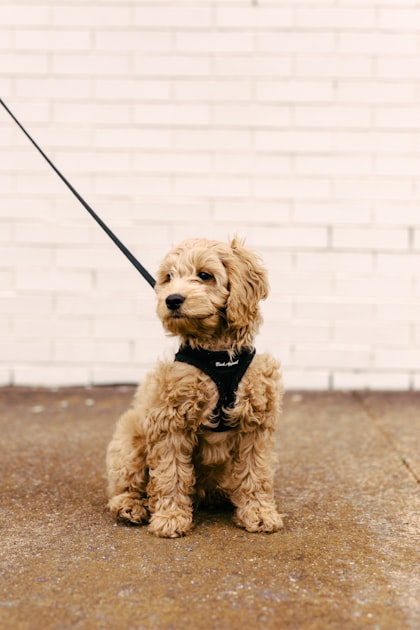 Benefits of Group Dog Training Classes