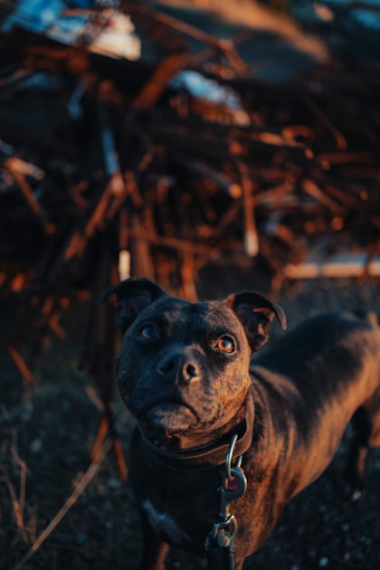 Puppy Training Essentials for New Owners