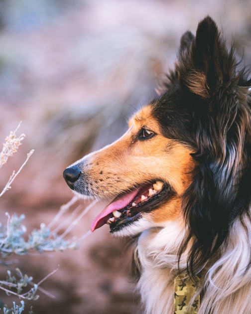 Understanding Dog Behavior for Better Training