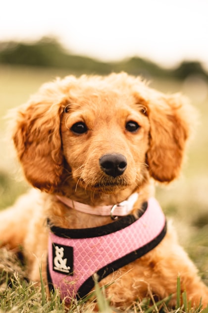 Private Dog Training: Is It Right for You?