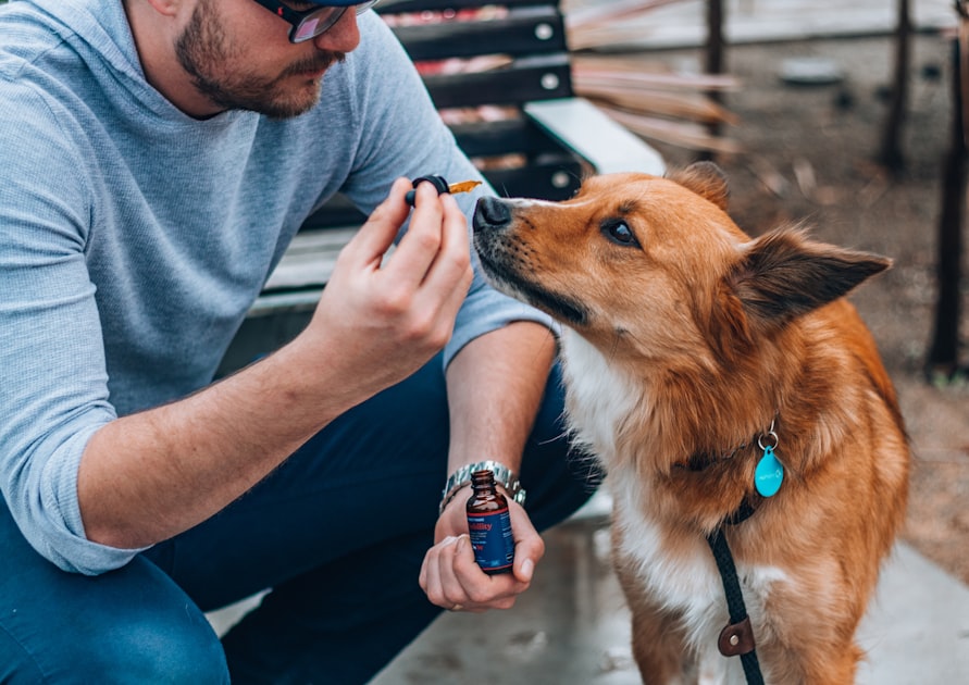 Top Dog Training Tips for Utica Residents